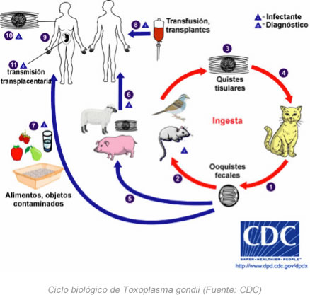 Ciclo biológico de Toxoplasma Gondii